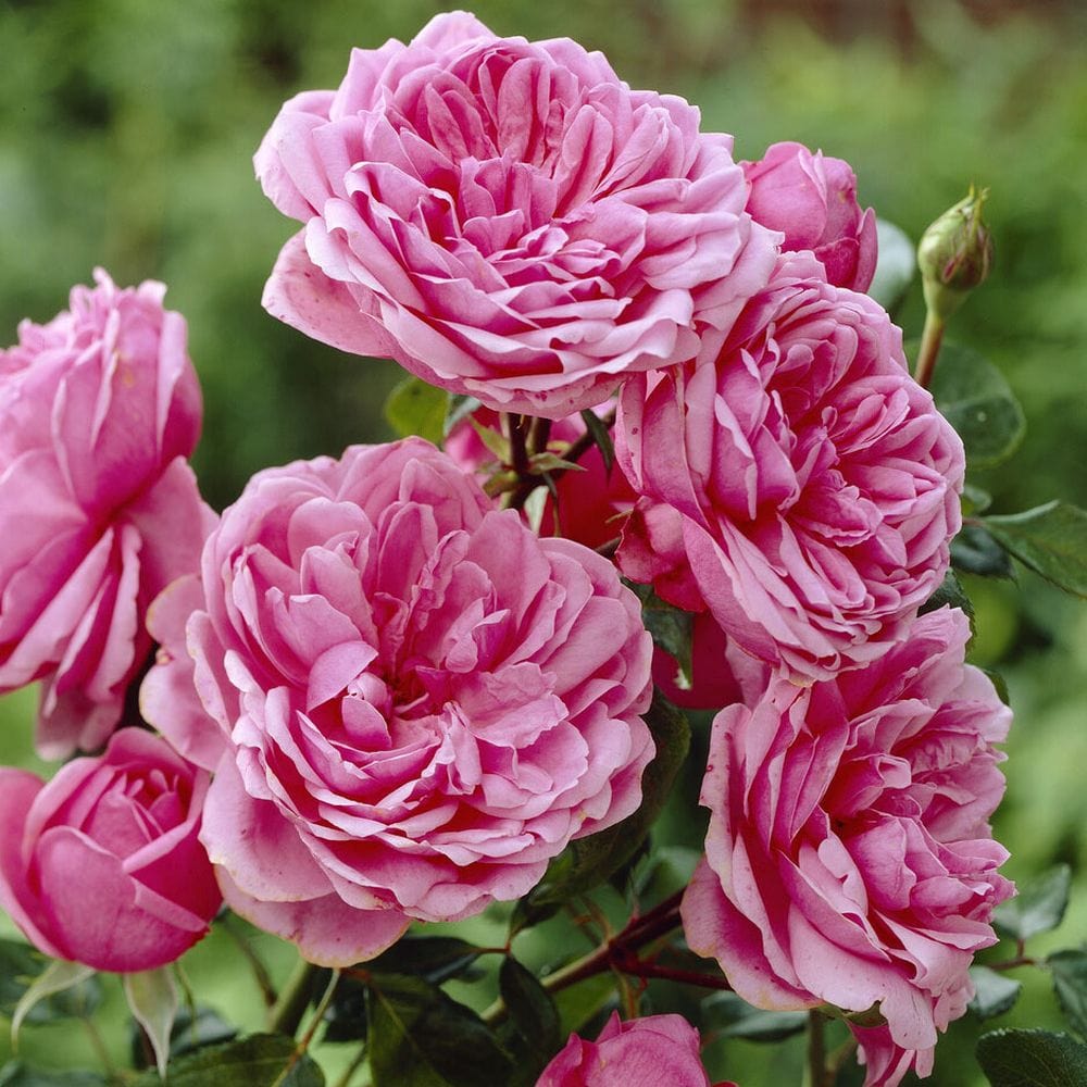 Qahrub Roses 'Soul' Shrub Rose – Roots Plants