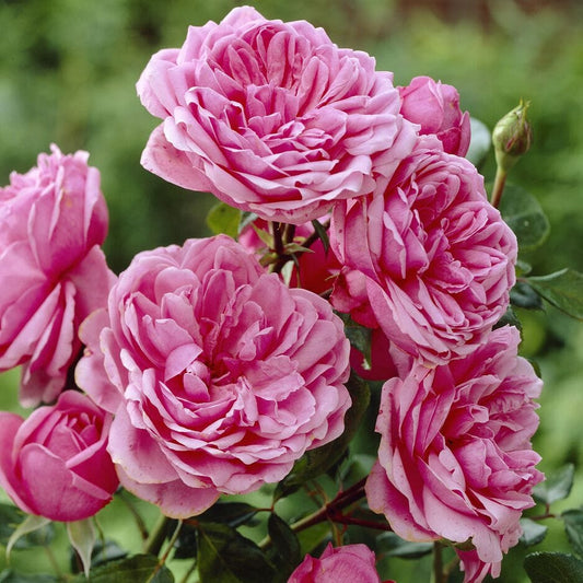 Soul' Shrub Rose Shrubs