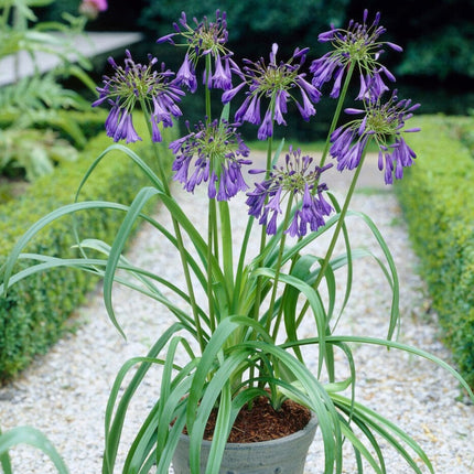 Agapanthus 'Purple Heart' | 3L Perennial Bedding