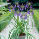 Agapanthus 'Purple Heart' | 3L Perennial Bedding