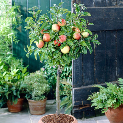 ‘Discovery' Semi-Dwarf Apple Tree Fruit Trees