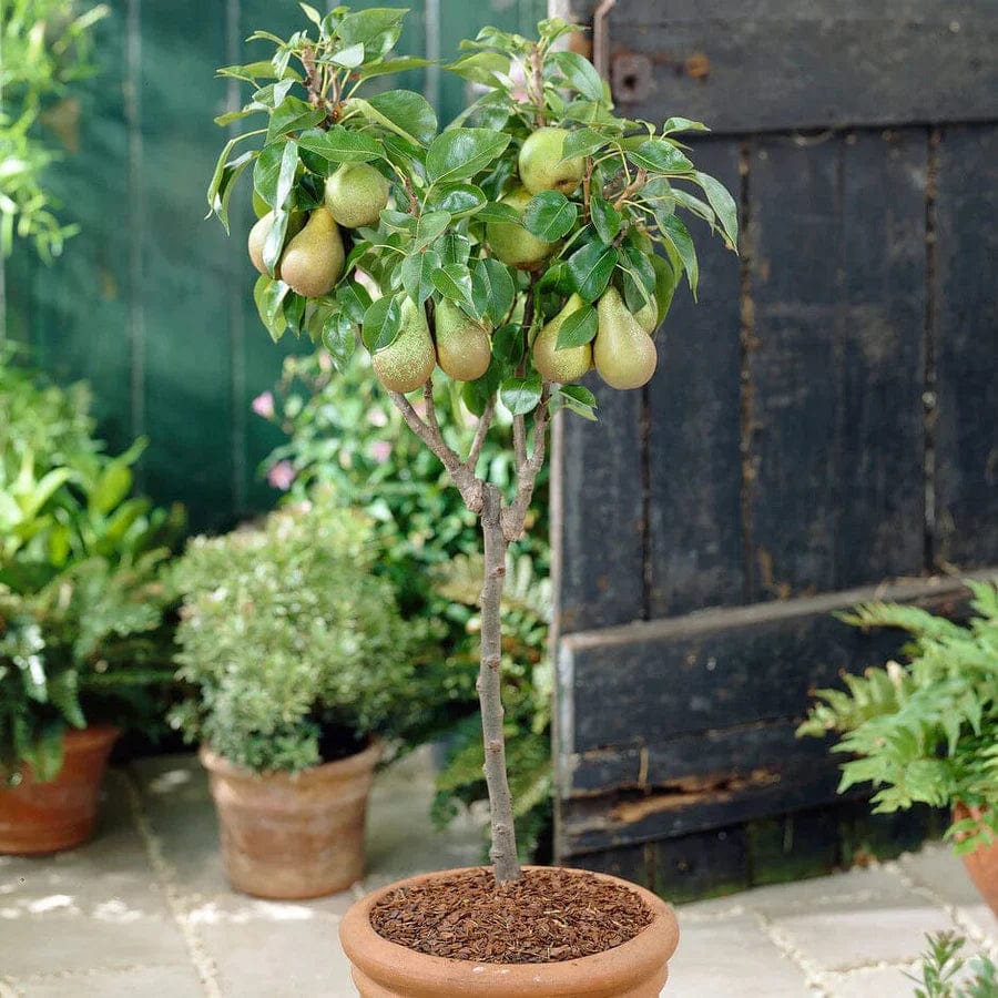 Why patio training?