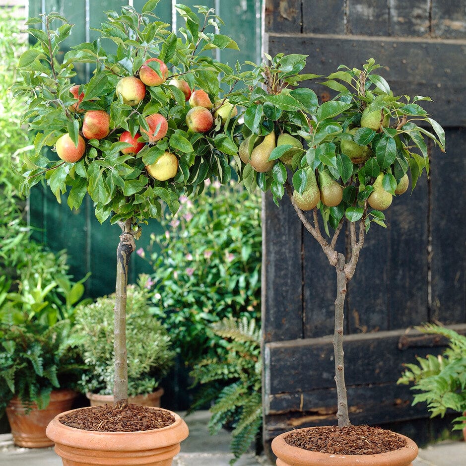 Best Patio Fruit Trees Growers' Choice Roots Plants