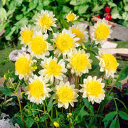 Dahlia 'Paso Doble' Perennial Bedding