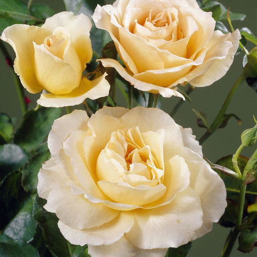 Queen Bee' Floribunda Rose Shrubs
