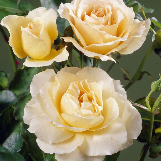 Queen Bee' Floribunda Rose Shrubs