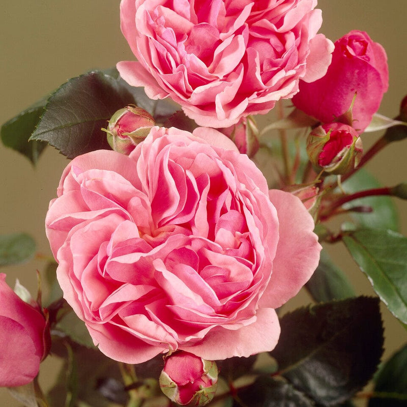 Parade Cajsa' Patio Shrub Rose Shrubs