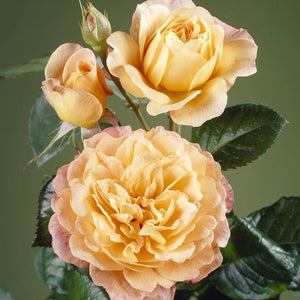 Tropicana' Hybrid Tea Rose Shrubs