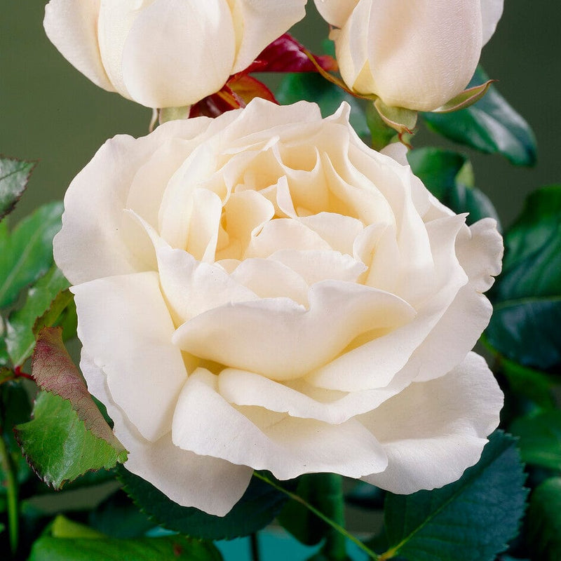 Patio Hit Georgia' Patio Shrub Rose Shrubs