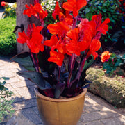 Canna 'Cannova Bronze Scarlet' Perennial Bedding