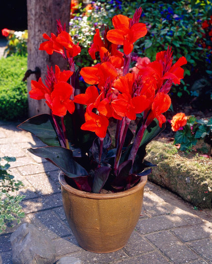 Canna 'Cannova Bronze Scarlet' Perennial Bedding