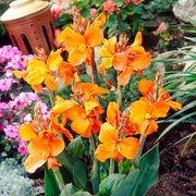 Canna 'Cannova Orange Shades' Perennial Bedding