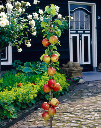 James Grieve Apple Tree | Dwarfing Rootstocks Fruit Trees