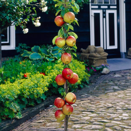 James Grieve Apple Tree | Dwarfing Rootstocks Fruit Trees