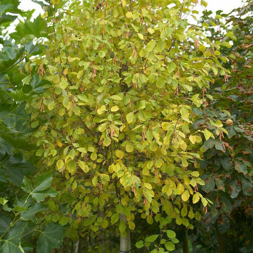 Grey Alder Tree | Alnus incana Ornamental Trees