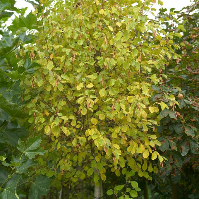 Grey Alder Tree | Alnus incana Ornamental Trees
