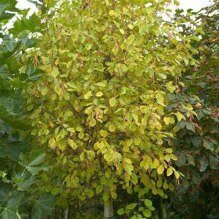 Grey Alder Tree | Alnus incana Ornamental Trees
