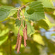 Grey Alder Tree | Alnus incana Ornamental Trees