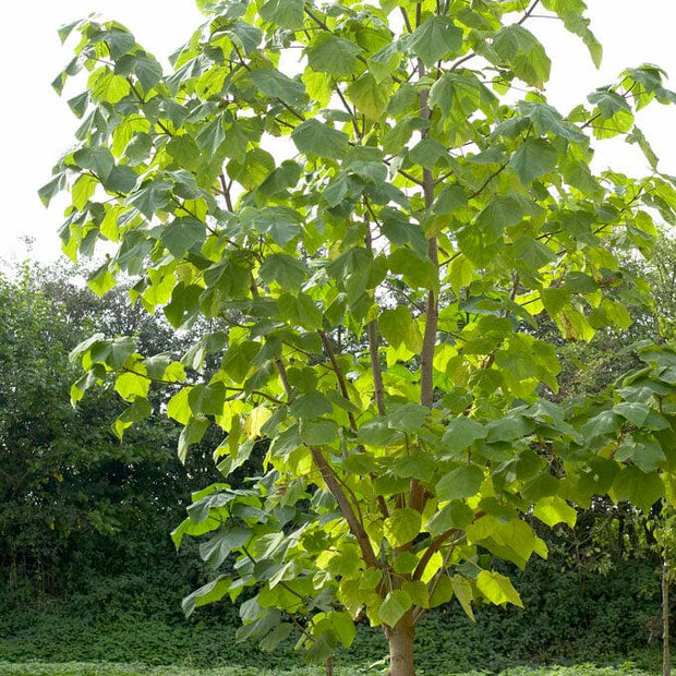 Pyramidal Foxglove Tree | Paulownia tomentosa 'Fast Blue' Ornamental Trees