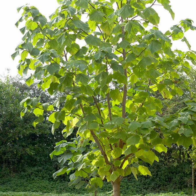 Pyramidal Foxglove Tree | Paulownia tomentosa 'Fast Blue' Ornamental Trees