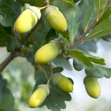 English Oak Hedging | Quercus robur Shrubs