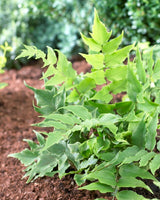 Cyrtomium Clivicola Perennial Plants
