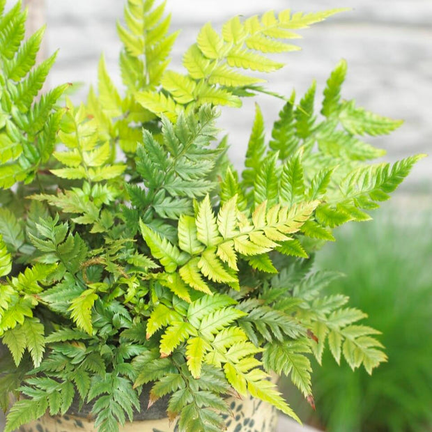 Polystichum rigens Perennial Plants