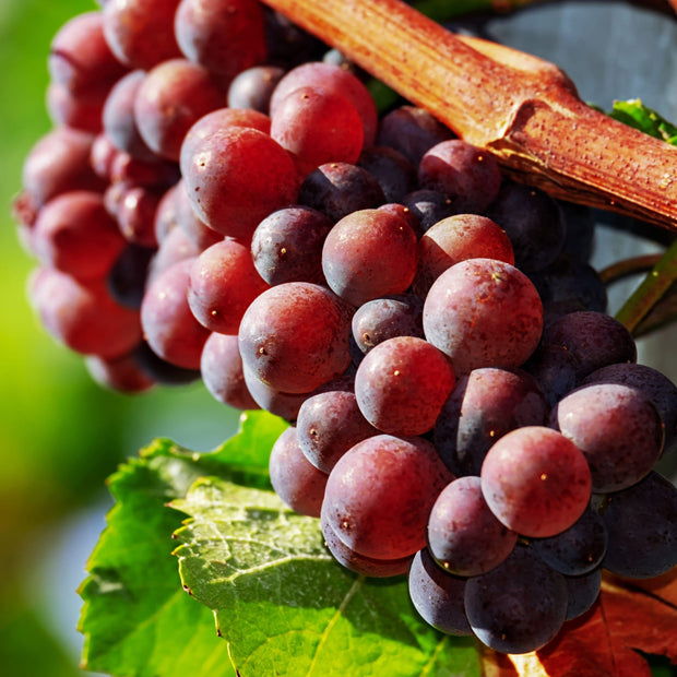 90cm 'Autumn Royal' Seedless Grape Vine | 3L Pot Soft Fruit