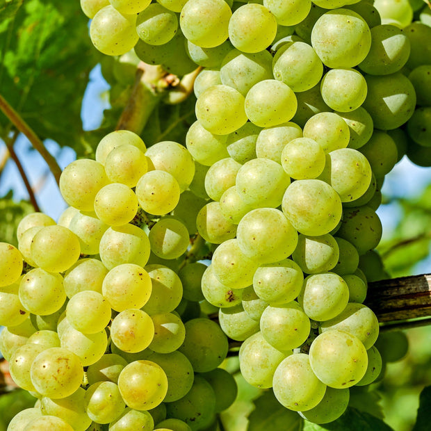 90cm 'Chardonnay' Grape Vine | 3L Pot Soft Fruit