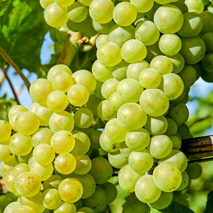 90cm 'Chardonnay' Grape Vine | 3L Pot Soft Fruit