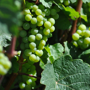 90cm 'Chardonnay' Grape Vine | 3L Pot Soft Fruit