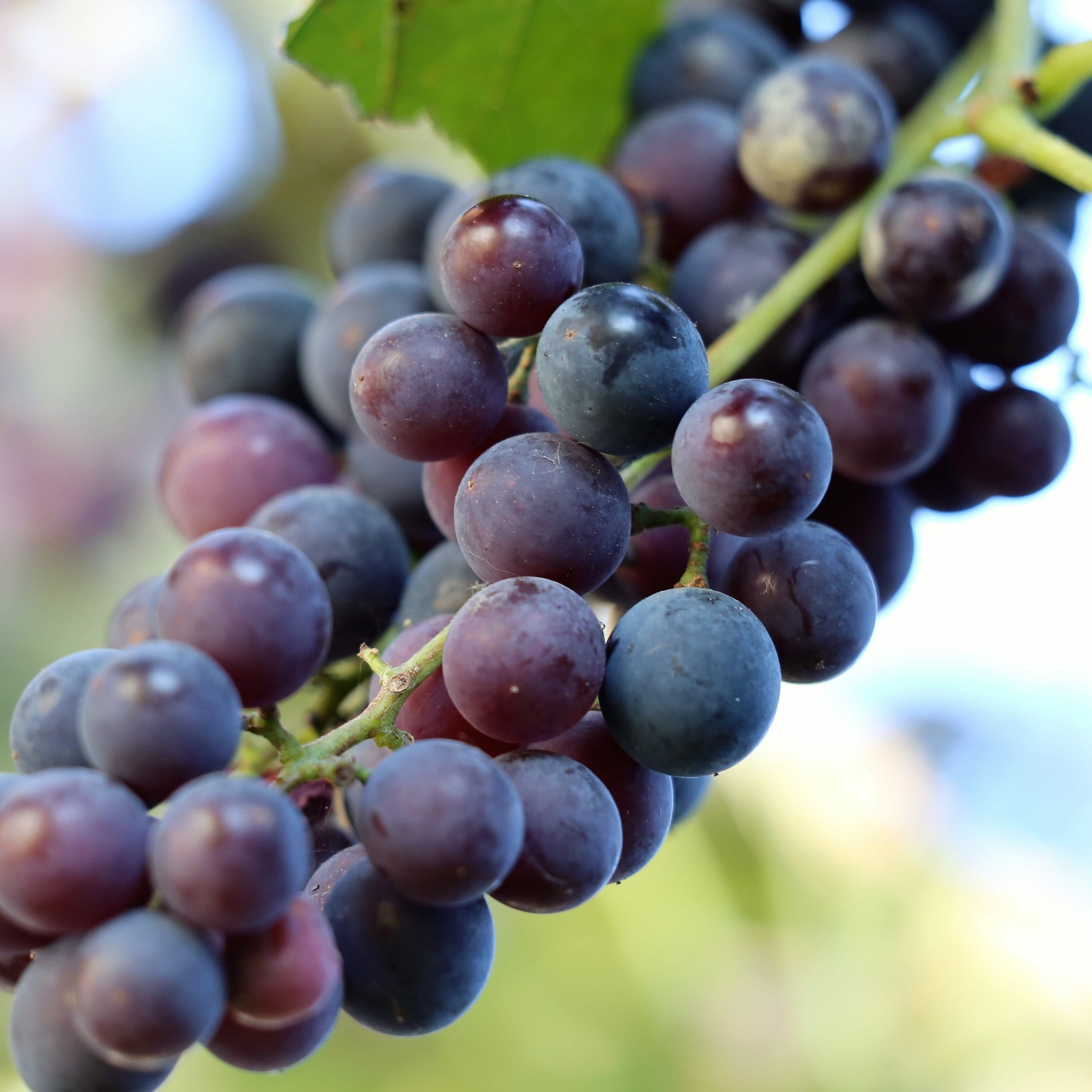 'Pinot Noir' Outdoor Grape Vine