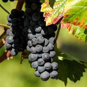 3ft 'Pinot Noir' Grape Vine | 3L Pot | Outdoor Soft Fruit