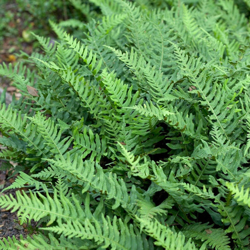 Polypodium vulgare Perennial Plants