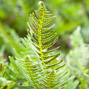 Polypodium vulgare