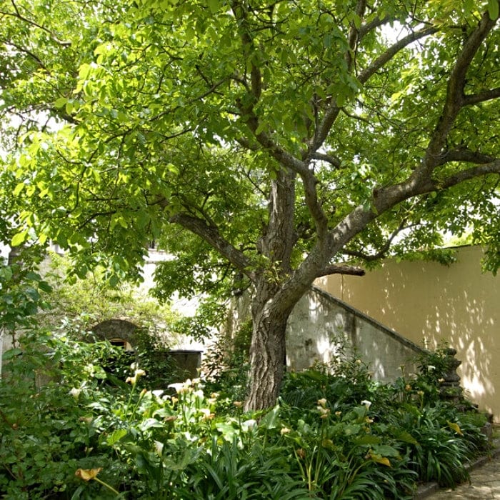 Walnut Tree | Juglans regia