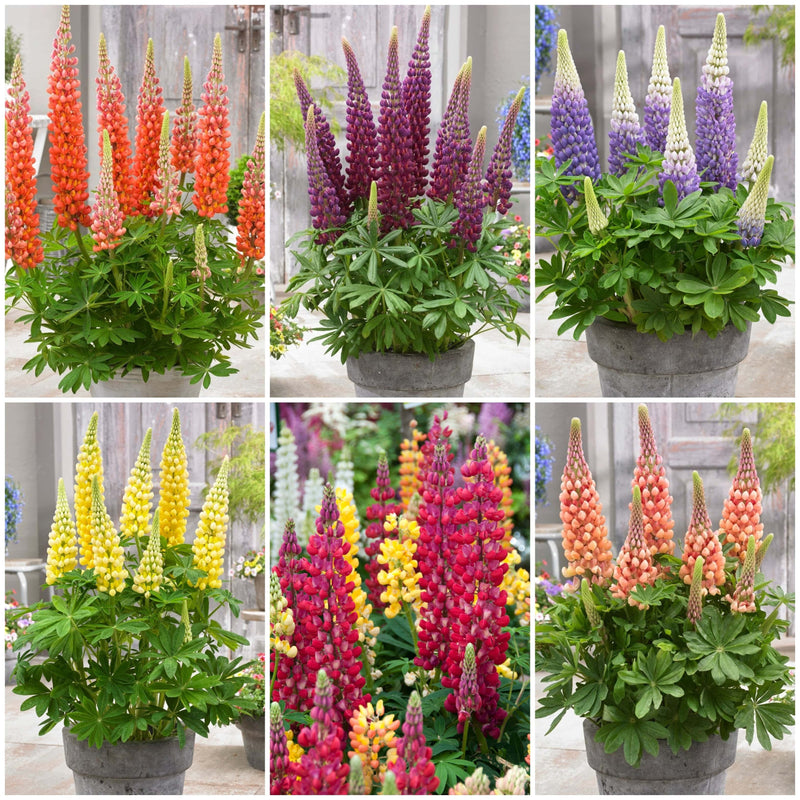 West Country Lupin Collection Perennial Bedding