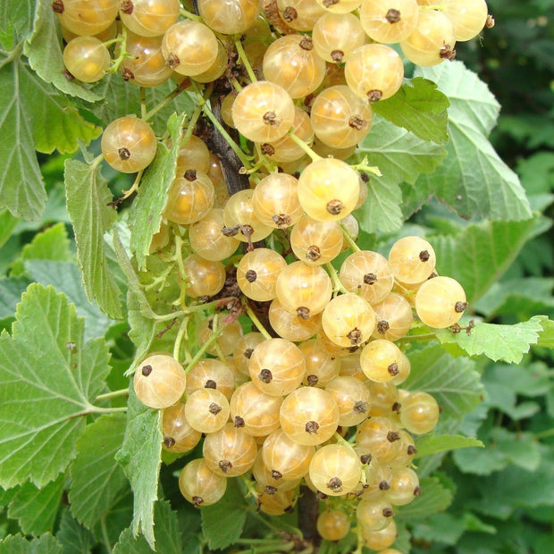 White Versailles' Whitecurrant Plant Soft Fruit