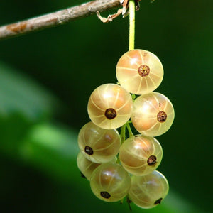 White Versailles' Whitecurrant Plant Soft Fruit