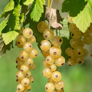 White Versailles' Whitecurrant Plant Soft Fruit