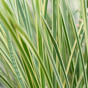 Lomandra longifolia White Sands