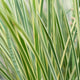 Lomandra longifolia White Sands