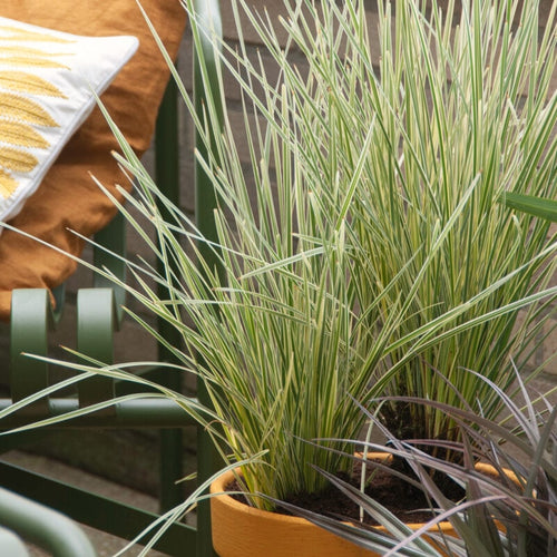 Lomandra longifolia White Sands