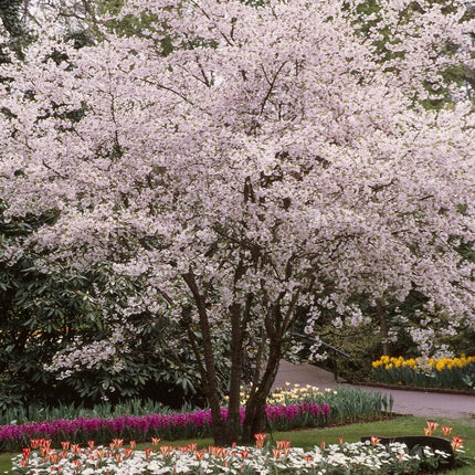 White Winter Flowering Cherry Tree | Prunus subhirtella 'Autumnalis' Ornamental Trees