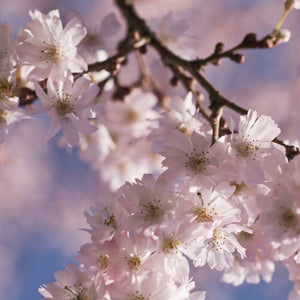 White Winter Flowering Cherry Tree | Prunus subhirtella 'Autumnalis' Ornamental Trees