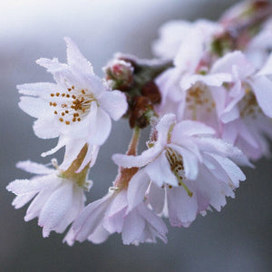 White Winter Flowering Cherry Tree | Prunus subhirtella 'Autumnalis' Ornamental Trees