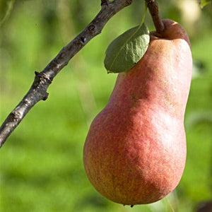 Red Williams' Pear Tree Fruit Trees