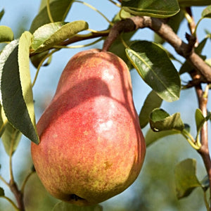 Red Williams' Pear Tree Fruit Trees