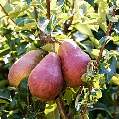 Red Williams' Pear Tree Fruit Trees