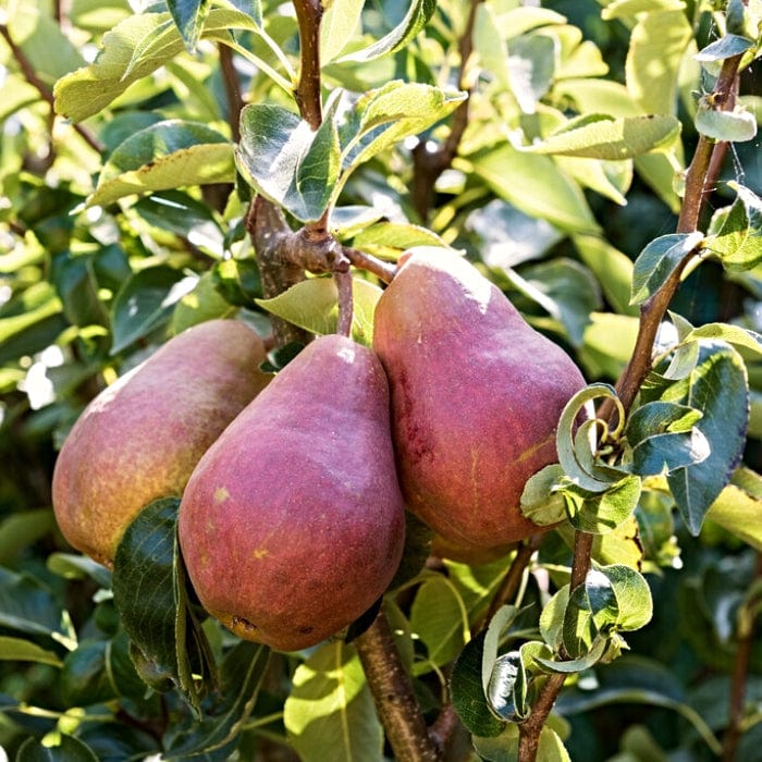 Red Williams' Pear Tree Fruit Trees